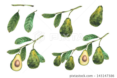 Avocado branches with whole fruits, leaves and cut halves. Realistic hand painted watercolor botanical illustration set, isolated on white background for packaging, menus, recipes and product design. Avocado branches with whole fruits, leaves and cut halves. Realistic hand painted watercolor botanical illustration set, isolated on white background for packaging, menus, recipes and product design. 143147386