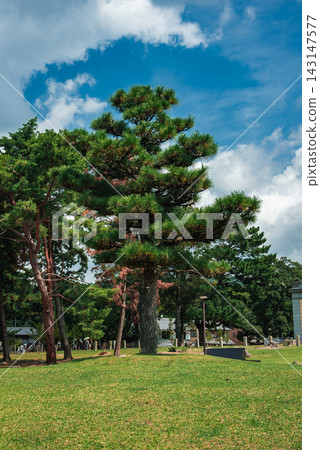 Tall Japanese pines with reddish trunks rise from a manicured lawn in Nara, Japan, midday light, visitors and low buildings present, clouds form over the scene. Tall Japanese pines with reddish trunks rise from a manicured lawn in Nara, Japan, midday light, visitors and low buildings present, clouds form over the scene. 143147577