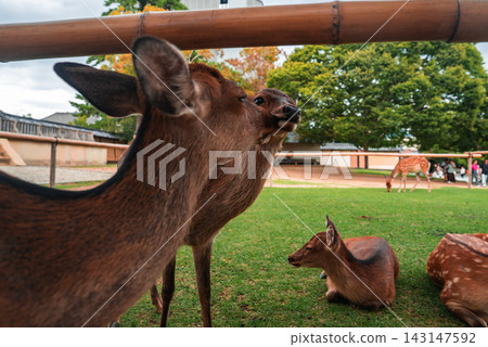 Sika deer lounge and graze on a grassy lawn at Nara Park in Nara, Japan. A fawn rests as one deer nuzzles another. Tourists appear at right under soft, overcast light. Sika deer lounge and graze on a grassy lawn at Nara Park in Nara, Japan. A fawn rests as one deer nuzzles another. Tourists appear at right under soft, overcast light. 143147592