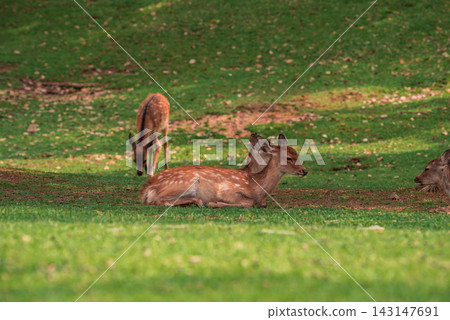 Several sika deer rest and graze on a sunlit lawn in Nara, Japan. Soft late afternoon light and scattered leaves suggest calm behavior in a famous urban park setting. 143147691