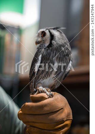 A Southern white faced owl perches on a falconer glove in an indoor demo area. Orange eye, ear tufts, barred gray plumage, and sharp talons are in clear close view. A Southern white faced owl perches on a falconer glove in an indoor demo area. Orange eye, ear tufts, barred gray plumage, and sharp talons are in clear close view. 143147944