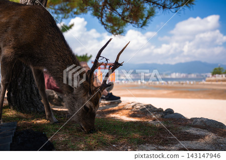 A tame deer grazes under a pine on the sandy shore of Miyajima, with the Seto Inland Sea and Hiroshima across the water, antlers close, calm coastal scene in daylight. 143147946