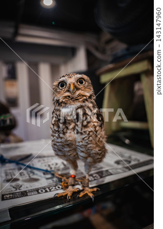A small owl stands on a glass counter, eyes forward, red leg band visible, indoors in Hiroshima or Itsukushima, with posters under glass and shelves and stools behind. 143147960
