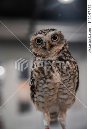 A small owl indoors faces the viewer, beak slightly open as if calling. Close, centered framing shows round dark eyes and mottled feathers in a display setting. A small owl indoors faces the viewer, beak slightly open as if calling. Close, centered framing shows round dark eyes and mottled feathers in a display setting. 143147981