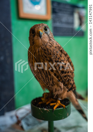 A small kestrel perches on a green stand in an indoor exhibit near Hiroshima. Speckled brown plumage, hooked beak, and yellow talons are in sharp focus. A small kestrel perches on a green stand in an indoor exhibit near Hiroshima. Speckled brown plumage, hooked beak, and yellow talons are in sharp focus. 143147991
