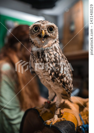 A small speckled owl perches on a handler's gloved hand indoors in Japan. An anklet tether is visible. The owl faces the camera, beak slightly open, with a blurred person behind. A small speckled owl perches on a handler's gloved hand indoors in Japan. An anklet tether is visible. The owl faces the camera, beak slightly open, with a blurred person behind. 143148029