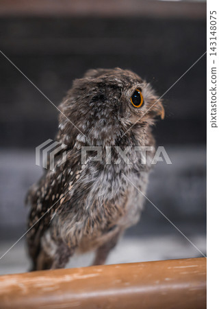 A small mottled brown and gray owl perches on a wooden rail near Hiroshima or Itsukushima, close up detail shows amber eye, rounded beak, and alert curious pose. A small mottled brown and gray owl perches on a wooden rail near Hiroshima or Itsukushima, close up detail shows amber eye, rounded beak, and alert curious pose. 143148075