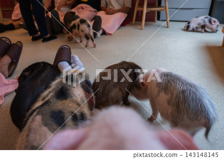 Several small piglets explore a carpeted lounge as visitors sit on low stools and cushions with blankets. Piglets sniff and nuzzle near patrons feet in a Tokyo cafe. Several small piglets explore a carpeted lounge as visitors sit on low stools and cushions with blankets. Piglets sniff and nuzzle near patrons feet in a Tokyo cafe. 143148145