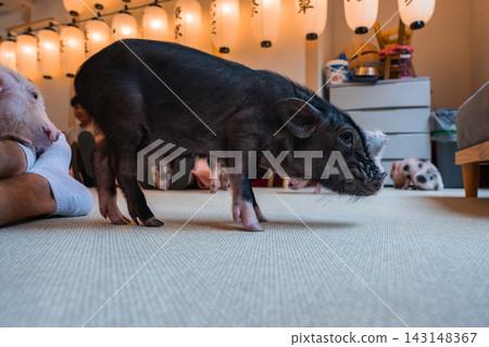 A small black micro pig walks on a tatami like floor in a Tokyo cafe, with kanji lanterns above, other piglets and visitors nearby, seen from a low angle indoors. 143148367