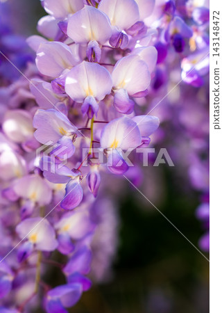 Clusters of wisteria blossoms in lavender and white glow in spring light in Antibes, France. A shallow depth of field forms purple bokeh and highlights delicate petals. Clusters of wisteria blossoms in lavender and white glow in spring light in Antibes, France. A shallow depth of field forms purple bokeh and highlights delicate petals. 143148472