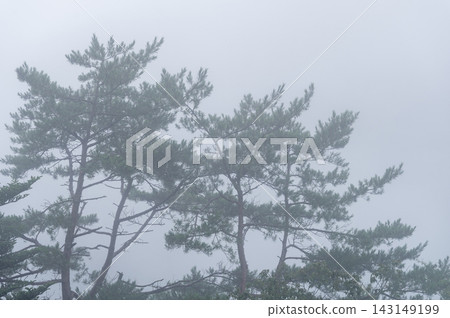 The silhouettes of pine trees standing amidst a thick fog and clouds. The silhouettes of pine trees standing amidst a thick fog and clouds. 143149199