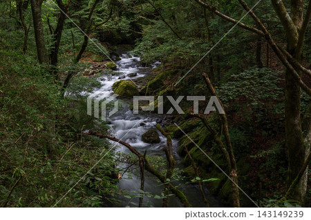 奧多摩峰谷川清澈的河水流經茂密蔥鬱的天然森林。 奧多摩峰谷川清澈的河水流經茂密蔥鬱的天然森林。 143149239