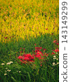 Autumn gifts 143149299