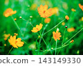 河岸邊盛開著橘色的波斯菊。 143149330