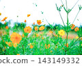 河岸邊盛開著橘色的波斯菊。 143149332