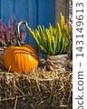 Autumnal decoration made of vegetables and plants. Agriculture on autumn 143149613