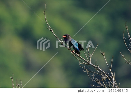 A pair of Oriental Dollarbirds perched on a branch A pair of Oriental Dollarbirds perched on a branch 143149845