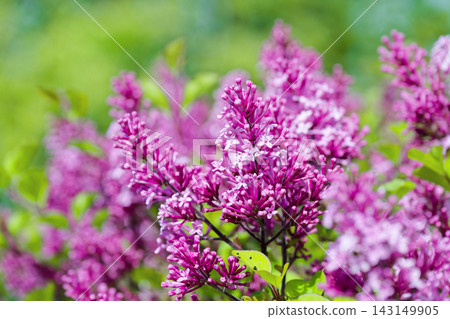 Clusters of blooming purple lilac flowers in garden Clusters of blooming purple lilac flowers in garden 143149905
