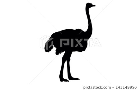 Black Ostrich Silhouette Animal Icon 143149950