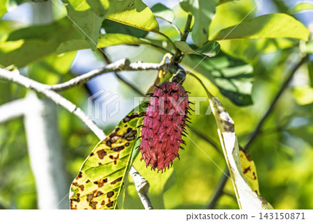 Autumn park: Magnolia tree fruit, Kawanishi Town, Yamagata Prefecture Autumn park: Magnolia tree fruit, Kawanishi Town, Yamagata Prefecture 143150871