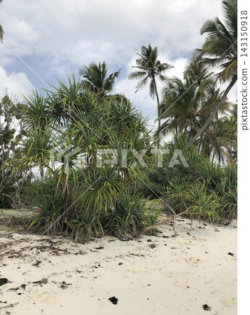 Pandanus shrub on a sandy Zanzibar shore Pandanus shrub on a sandy Zanzibar shore 143150918