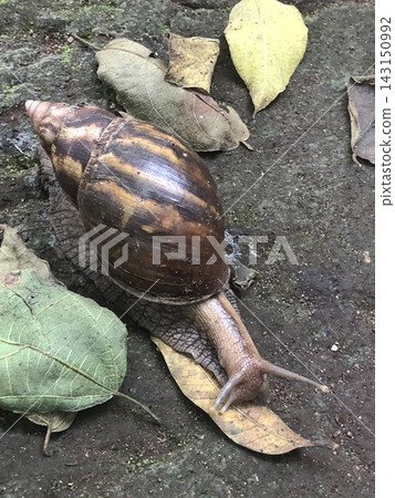 Large Land Snail Crawling Across Fallen Leaves in Zanzibar Large Land Snail Crawling Across Fallen Leaves in Zanzibar 143150992