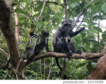 Two Blue Monkeys on a Branch in Zanzibar Forest 143150996