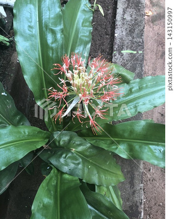 Red and White Scadoxus Flower Cluster Among Broad Green Leaves 143150997