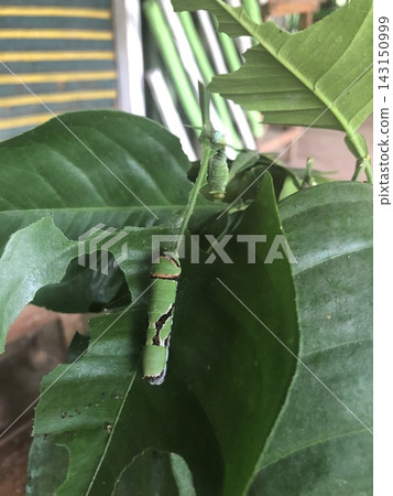 Two Green Caterpillars on Chewed Leaves in a Butterfly Garden Two Green Caterpillars on Chewed Leaves in a Butterfly Garden 143150999