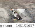 Muscovy duck spreading its wings while standing on a stone pathway in a public park. Candid wildlife moment showing feather movement and natural behavior in daylight. 143151037