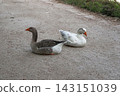 Goose and goose resting together on a gravel pathway in a public park. Peaceful pair of domestic waterfowl relaxing outdoors in soft daylight with a calm natural atmosphere. 143151039