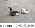 Male and female goose resting side by side on a gravel path in a public park. Calm outdoor wildlife scene showing a peaceful pair of domestic waterfowl in natural daylight. 143151040
