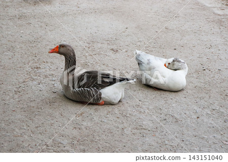 Male and female goose resting side by side on a gravel path in a public park. Calm outdoor wildlife scene showing a peaceful pair of domestic waterfowl in natural daylight. Male and female goose resting side by side on a gravel path in a public park. Calm outdoor wildlife scene showing a peaceful pair of domestic waterfowl in natural daylight. 143151040