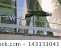Peacock perched on a metal railing beside a modern building with large glass windows. Elegant bird displaying long colorful tail feathers in an urban park during bright daylight. 143151041
