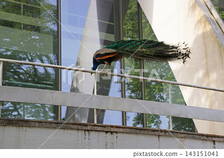 Peacock perched on a metal railing beside a modern building with large glass windows. Elegant bird displaying long colorful tail feathers in an urban park during bright daylight. Peacock perched on a metal railing beside a modern building with large glass windows. Elegant bird displaying long colorful tail feathers in an urban park during bright daylight. 143151041