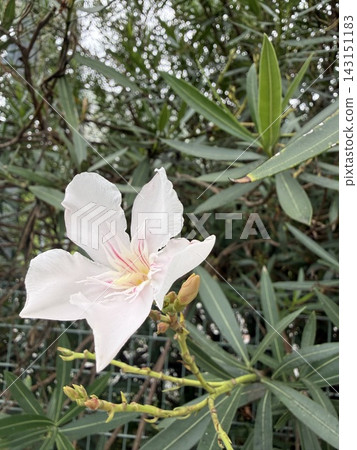 夾竹桃，開淡粉紅色的花。 143151183