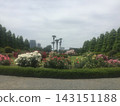 Rose garden in the hill park with a view of the harbor 143151188