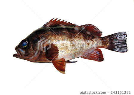 白色背景上的黑色岩魚照片 白色背景上的黑色岩魚照片 143151251