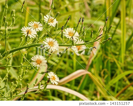 Akinonogi Akinonogi 143151257