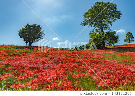 一片廣闊的田野,盛開的蜘蛛百合鋪成一條紅色的地毯,映襯著藍天。 一片廣闊的田野,盛開的蜘蛛百合鋪成一條紅色的地毯,映襯著藍天。 143151295