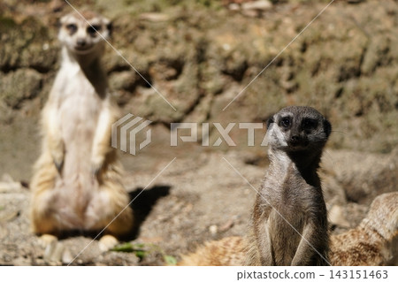 Meercat站著凝視 Meercat站著凝視 143151463