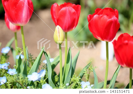 Cute tulip buds Cute tulip buds 143151471