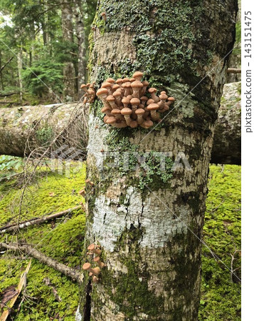 A cluster of Armillaria mushrooms growing on trees at the foot of Mt. Fuji A cluster of Armillaria mushrooms growing on trees at the foot of Mt. Fuji 143151475