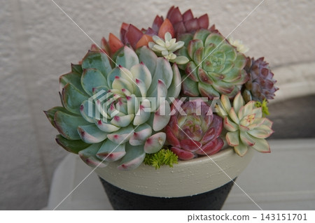 Planting succulent plants Planting succulent plants 143151701