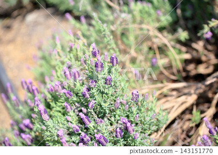 Refreshing French lavender flowers Refreshing French lavender flowers 143151770