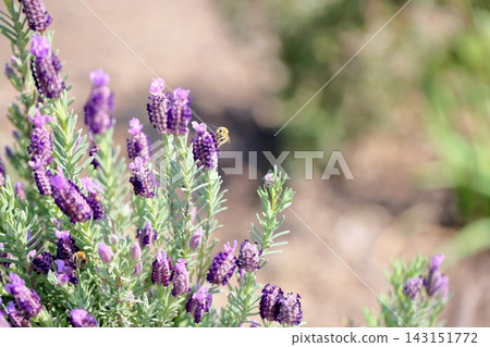 清新的法國薰衣草花 清新的法國薰衣草花 143151772
