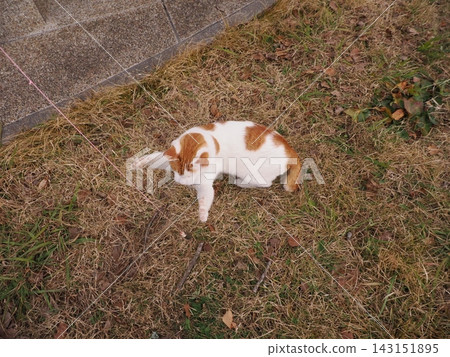 躺著的貓 躺著的貓 143151895