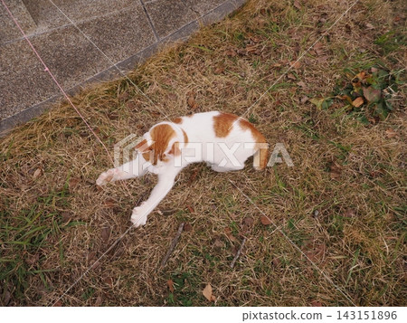躺著的貓 143151896