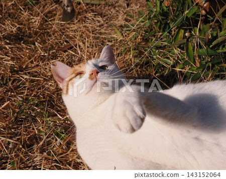 貓咪在公園長椅上玩耍 貓咪在公園長椅上玩耍 143152064