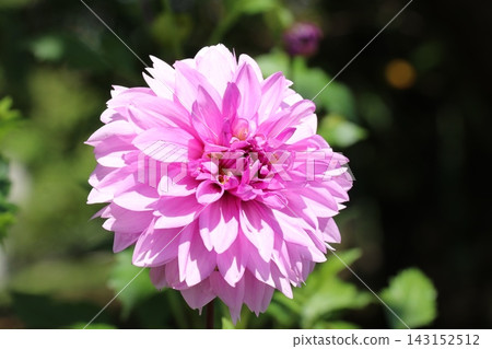 Dahlia Dahlia 143152512